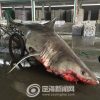 体長約4m、体重約500kgの ホホジロザメを捕獲　中国