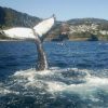 静岡に 体長13メートルのザトウクジラ、マッコウクジラ6頭が来た！　2015年12月5日
