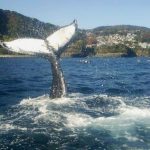 静岡に 体長13メートルのザトウクジラ、マッコウクジラ6頭が来た！　2015年12月5日
