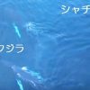 クジラと一緒に泳ぐシャチ　ノルウェー