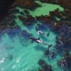シャチがアカエイを追いかける映像　ニュージーランド