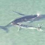 お母さんクジラを助ける子クジラの映像が話題に　オーストラリア