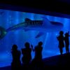 ジンベエザメの回遊ルートについて　ジンベエザメクラブ通信No.8　のとじま水族館　石川