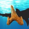 メガロドンの近縁かも　古代サメの新種メガロラムナ・パラドクソドン Megalolamna paradoxodonを発見　日本人研究者ら