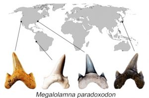 megalolamna-paradoxodon2