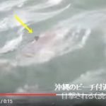 体長1.5～2mのサメ2匹目撃　沖縄　サンセットビーチ
