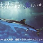 日本で唯一　ヨシキリザメの生体展示中　仙台うみの杜水族館　特別展