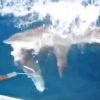 釣った魚をサメに奪われる　オーストラリア