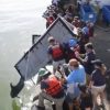 救出されたイルカ　意外と雑に放流される　アメリカ