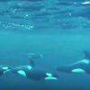 シャチとクジラの映像　ノルウェー