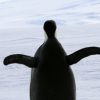 南極に世界最大の海洋保護区