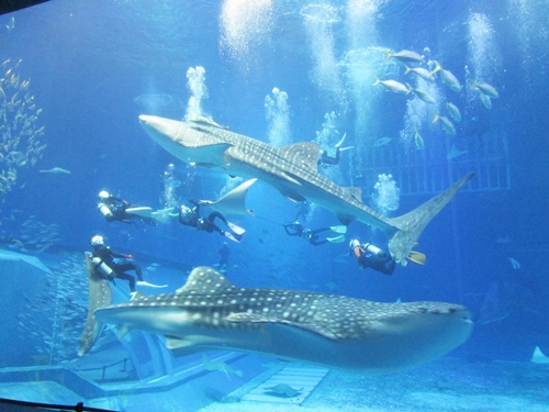 ジンベエザメ繁殖に向け引っ越し完了 沖縄 美ら海水族館