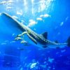 ジンベエザメの繁殖に向けた今後の飼育展示について　沖縄 美ら海水族館