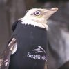 羽毛がないペンギンに特注ウェットスーツがプレゼントされる　アメリカ　シーワールド