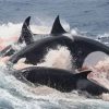 アカボウクジラ科を襲うシャチ　オーストラリア　ブレマー海底峡谷