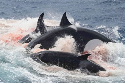 アカボウクジラ科を襲うシャチ オーストラリア ブレマー海底峡谷