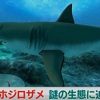 ホホジロザメ　謎の生態に迫る　NHKニュースおはよう日本　2015年10月8日
