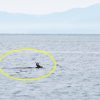 シャチの群れの横を普通に泳ぐ鹿　カナダ