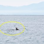 シャチの群れの横を普通に泳ぐ鹿　カナダ