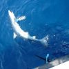 地中海のサメとエイ、絶滅の危機 　国際自然保護連合（IUCN）が報告