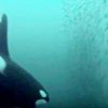 シャチとクジラが群れでニシンを狩る水中映像　ノルウェー