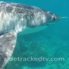 【恐怖】泳いでいたら すぐ目の前に ホホジロザメ　オーストラリア