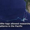 太平洋にホホジロザメの「根城」、衛星画像で移動を追跡　CNNより